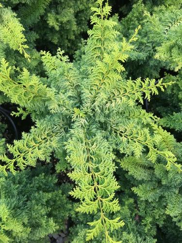 Chamaecyparis Obtusa Golden Fastigiata - View 8 from www redcrocus com