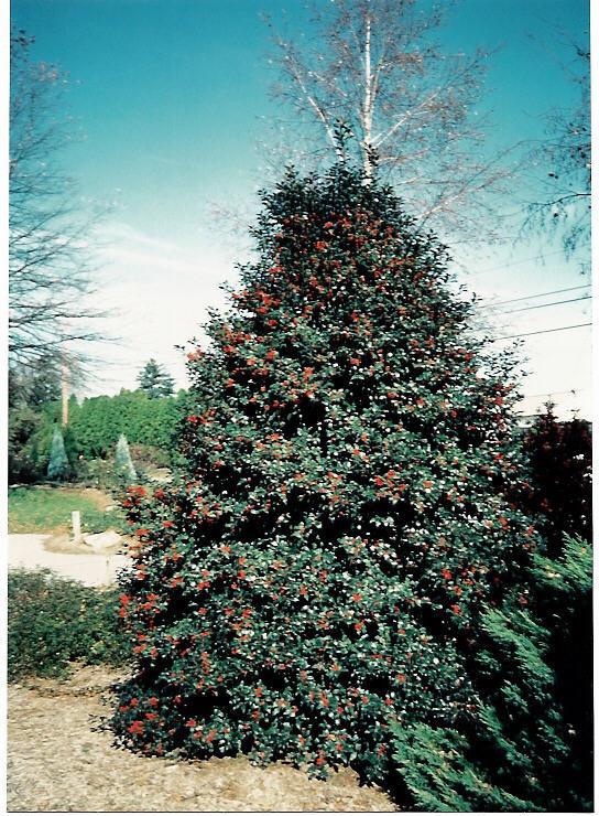 Ilex Meserveae Centennial Girl - View 12 from www redcrocus com