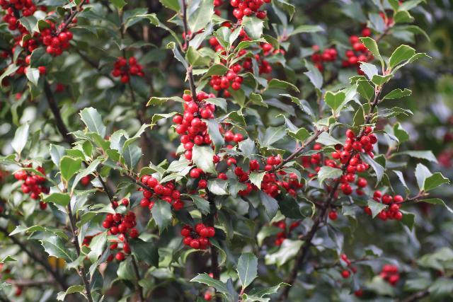 Ilex Meserveae Centennial Girl - View 13 from www redcrocus com