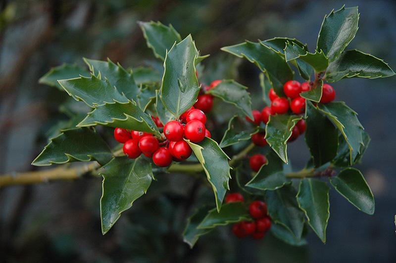 Ilex Meserveae Centennial Girl - View 16 from www redcrocus com