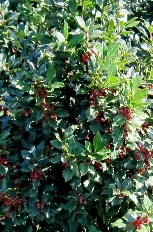 Ilex Meserveae Centennial Girl - View 17 from www redcrocus com