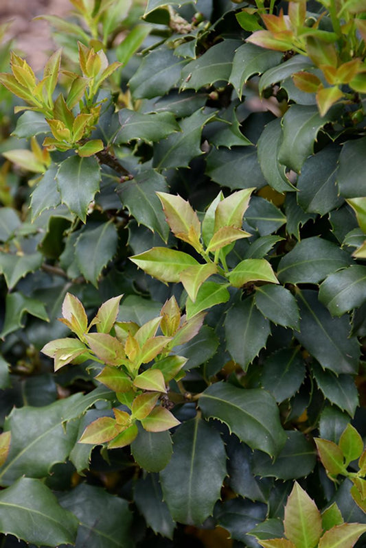 Ilex Meserveae Centennial Girl - View 1 from www redcrocus com
