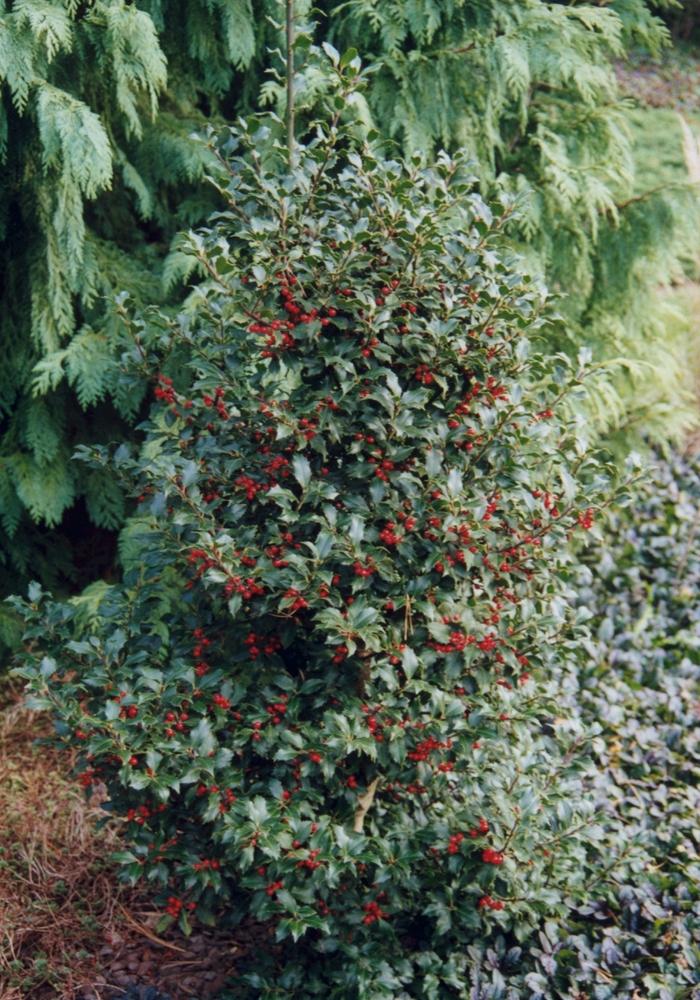Ilex Meserveae Centennial Girl - View 4 from www redcrocus com