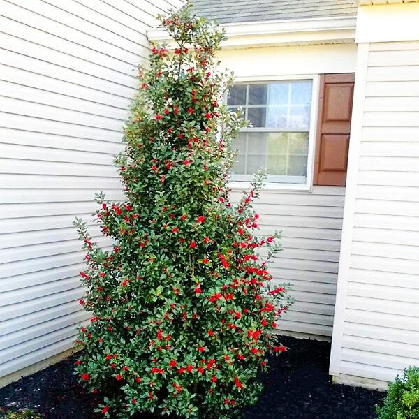 Ilex Meserveae Centennial Girl - View 5 from www redcrocus com