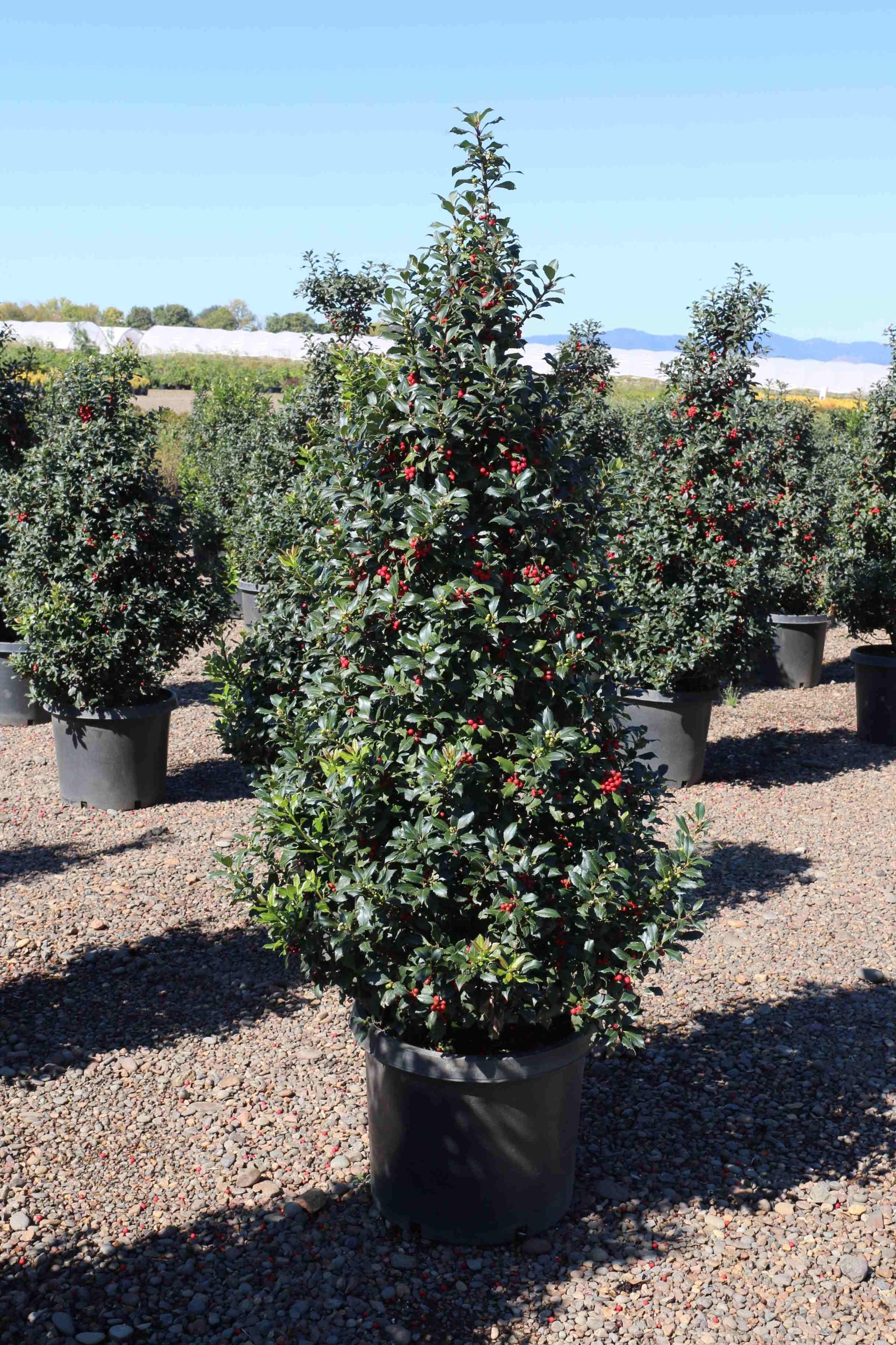 Ilex Meserveae Centennial Girl - View 6 from www redcrocus com