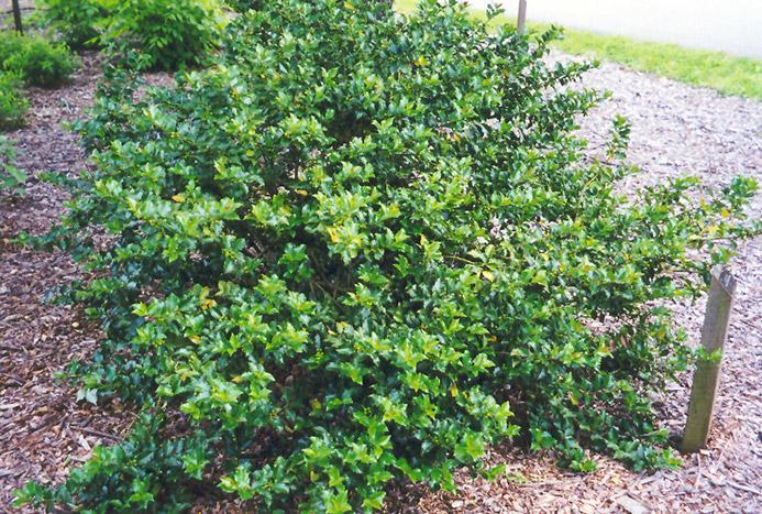 Ilex Meserveae Centennial Girl - View 9 from www redcrocus com