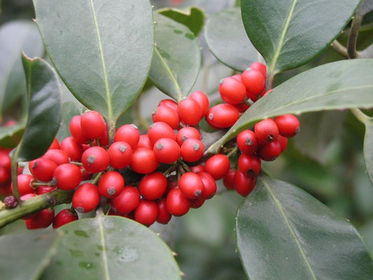 Ilex X Ruby - View 1 from www redcrocus com