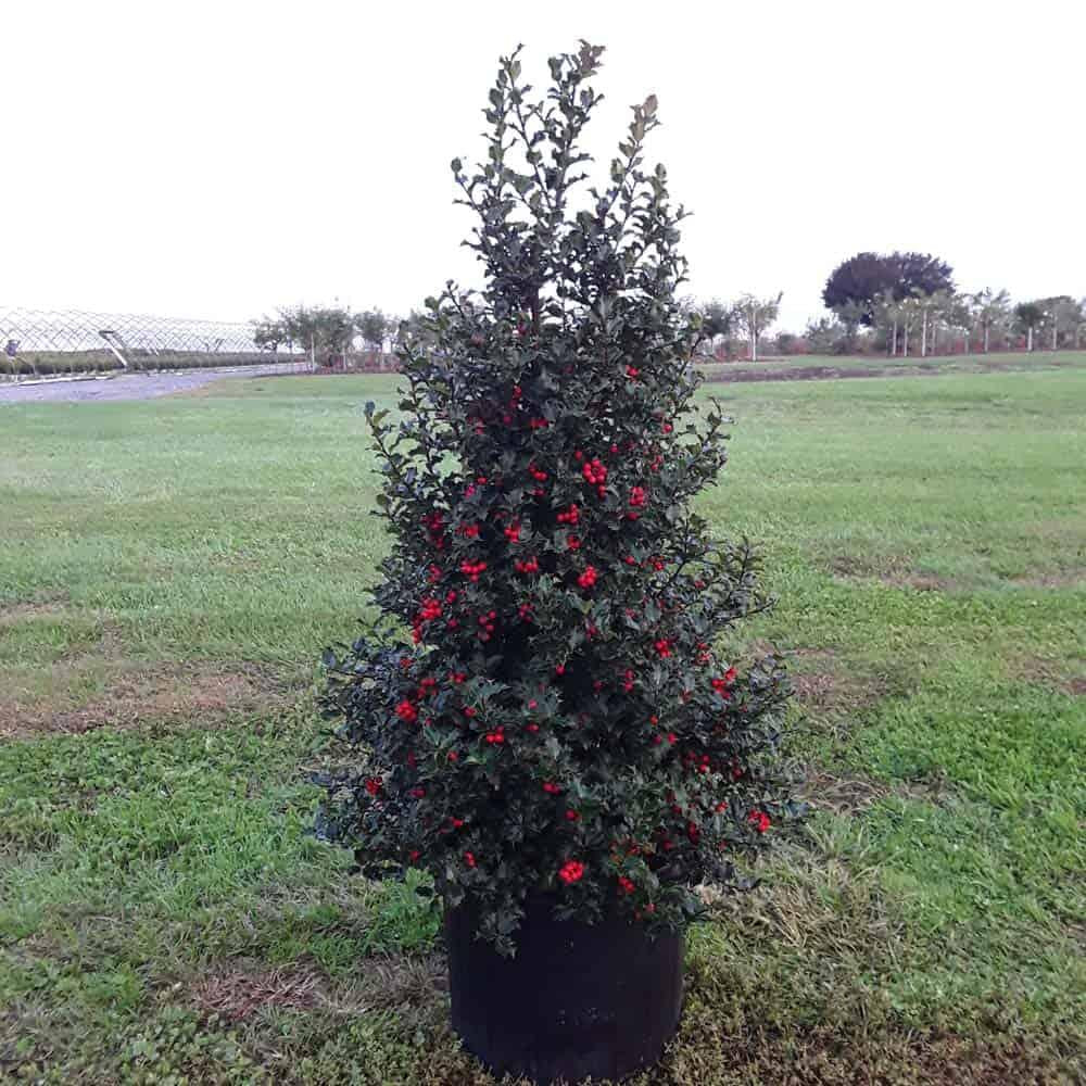 Ilex X Ruby - View 14 from www redcrocus com