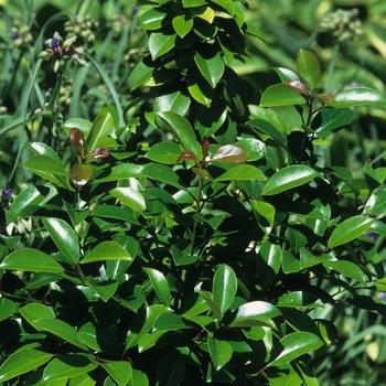 Ilex X Ruby - View 5 from www redcrocus com