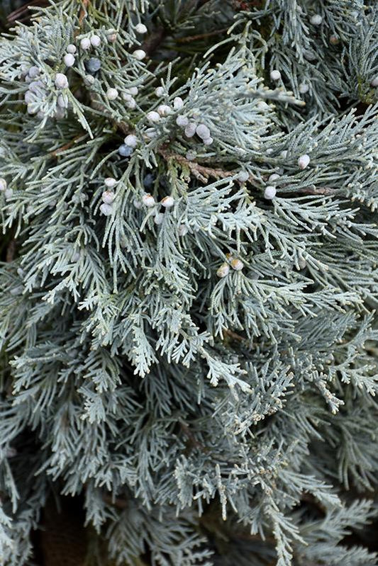 Juniperus Scopulorum Blue Haven - View 11 from www redcrocus com