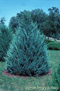 Juniperus Scopulorum Blue Haven - View 12 from www redcrocus com