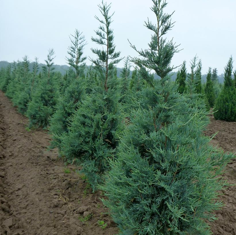 Juniperus Scopulorum Blue Haven - View 3 from www redcrocus com