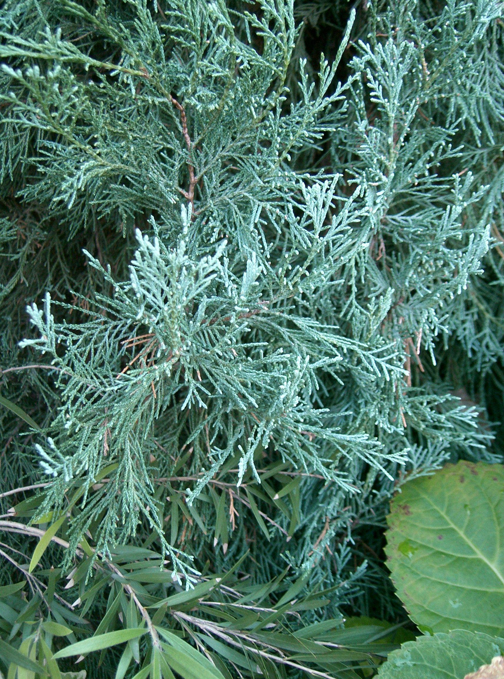 Juniperus Scopulorum Blue Haven - View 4 from www redcrocus com