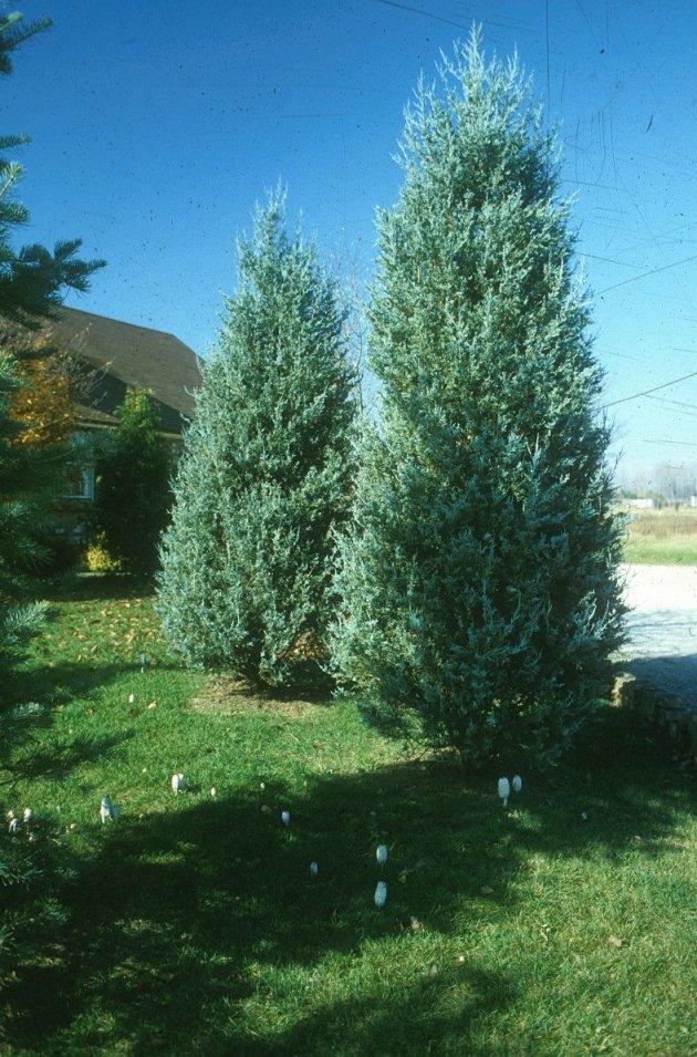 Juniperus Scopulorum Blue Haven - View 5 from www redcrocus com