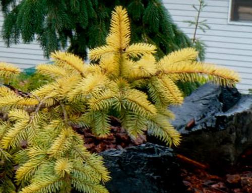 Picea Pungens Blue Falls - View 12 from www redcrocus com