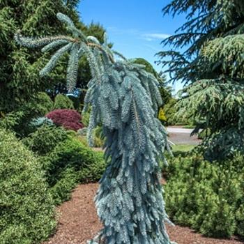 Picea Pungens Blue Falls - View 15 from www redcrocus com