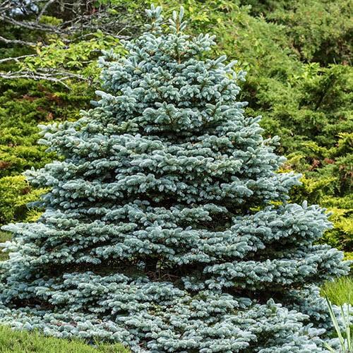 Picea Pungens Blue Falls - View 16 from www redcrocus com