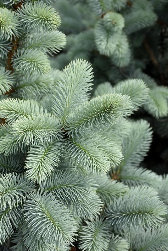 Picea Pungens Blue Falls - View 17 from www redcrocus com