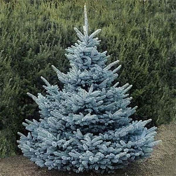 Picea Pungens Blue Falls - View 18 from www redcrocus com