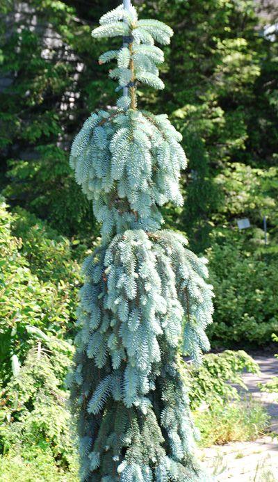 Picea Pungens Blue Falls - View 1 from www redcrocus com