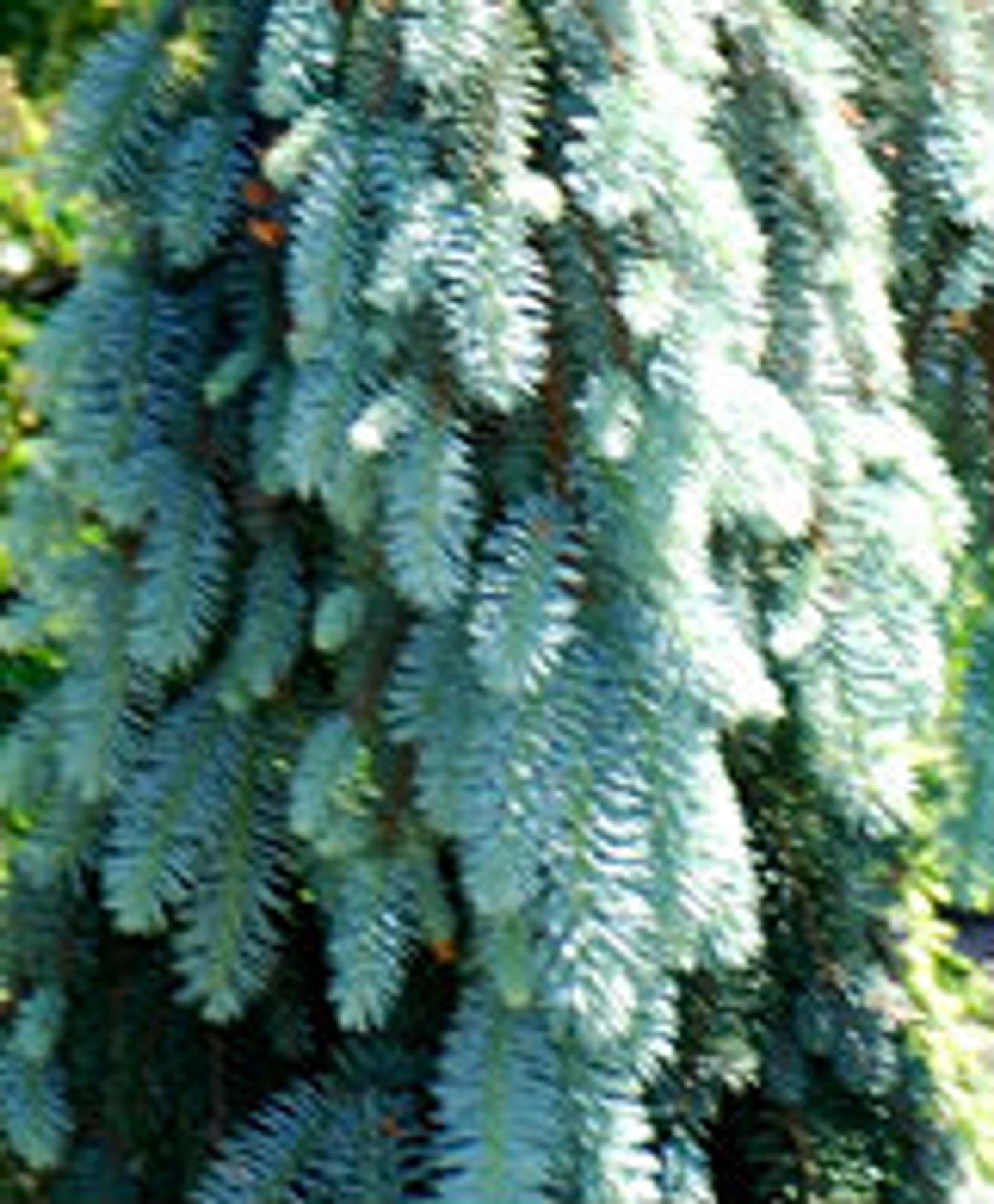 Picea Pungens Blue Falls - View 3 from www redcrocus com