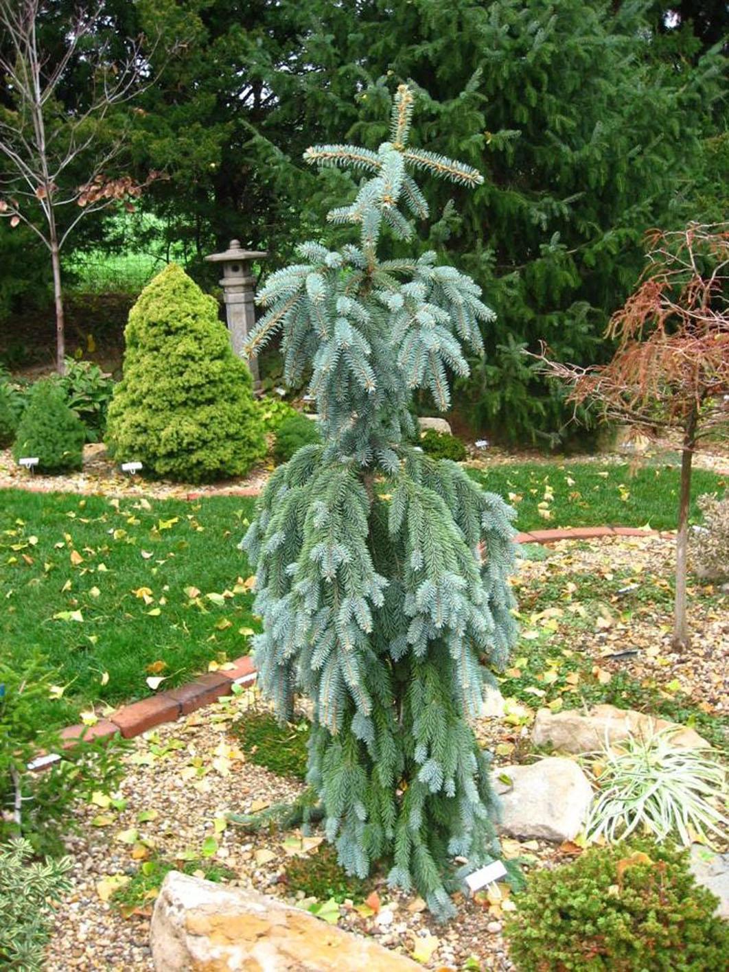 Picea Pungens Blue Falls - View 4 from www redcrocus com