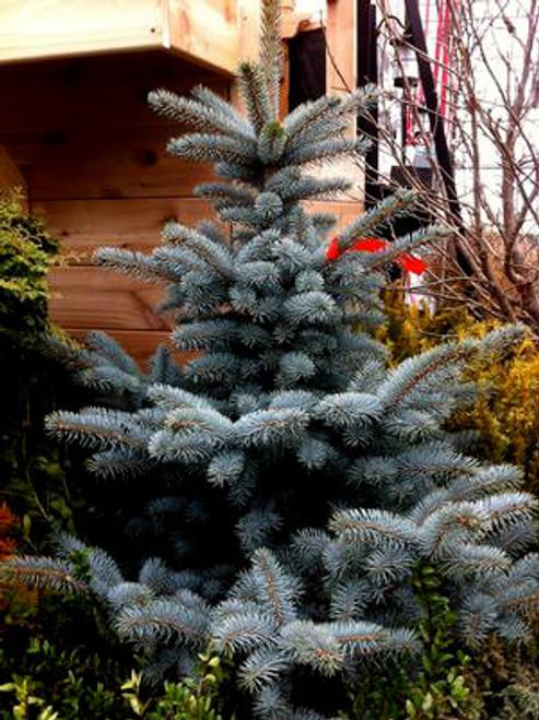 Picea Pungens Blue Falls - View 5 from www redcrocus com