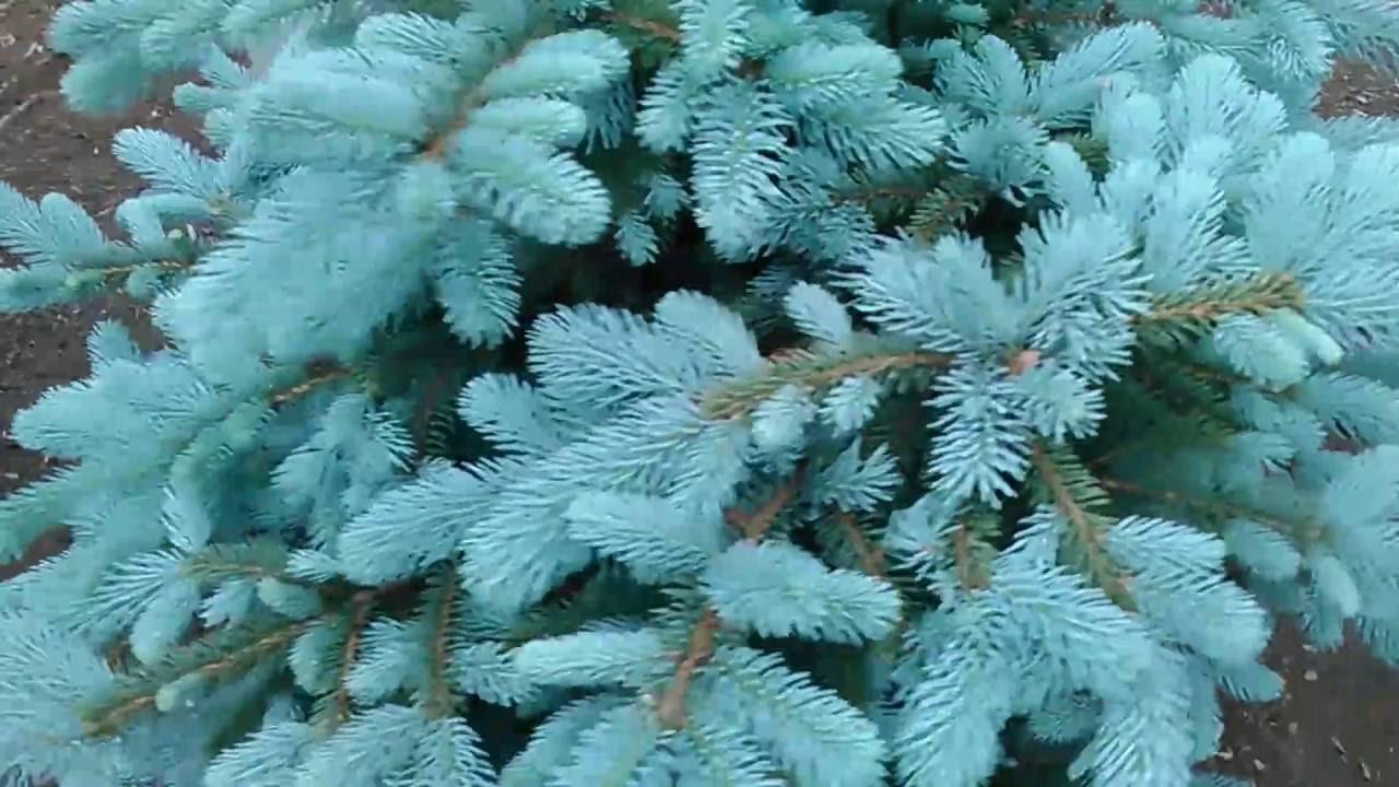 Picea Pungens Blue Falls - View 6 from www redcrocus com
