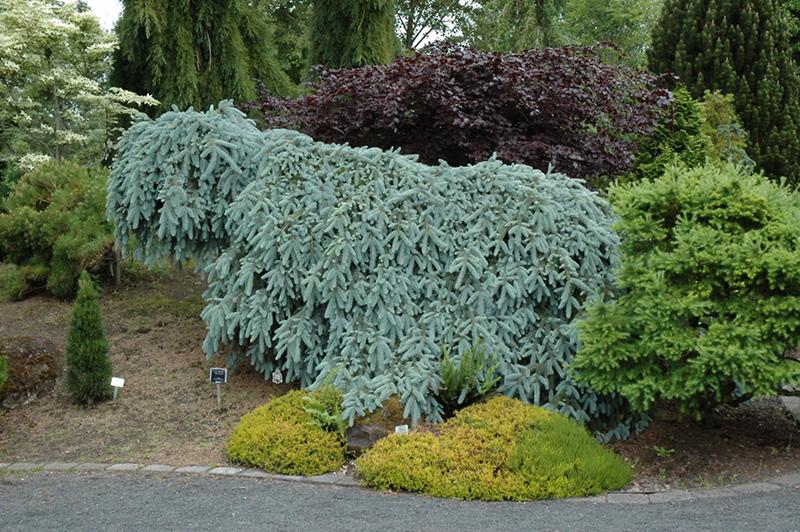 Picea Pungens Blue Falls - View 7 from www redcrocus com