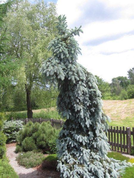 Picea Pungens Blue Falls - View 9 from www redcrocus com