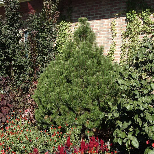 Pinus Mugo Fastigiata - View 10 from www redcrocus com