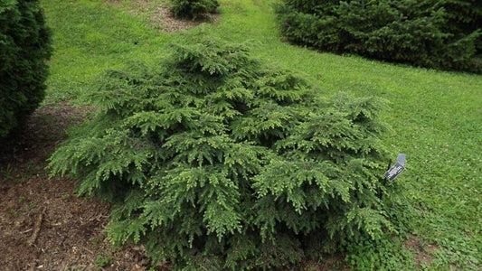 Tsuga Canadensis Gracilis - View 1 from www redcrocus com