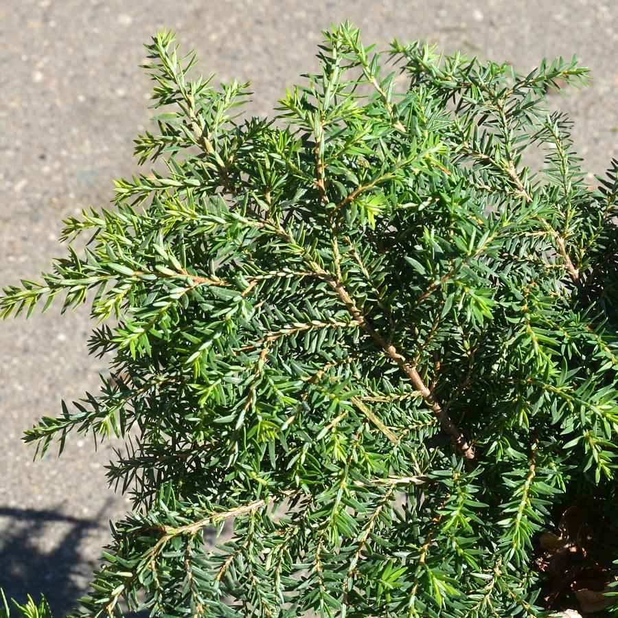 Tsuga Canadensis Gracilis - View 9 from www redcrocus com
