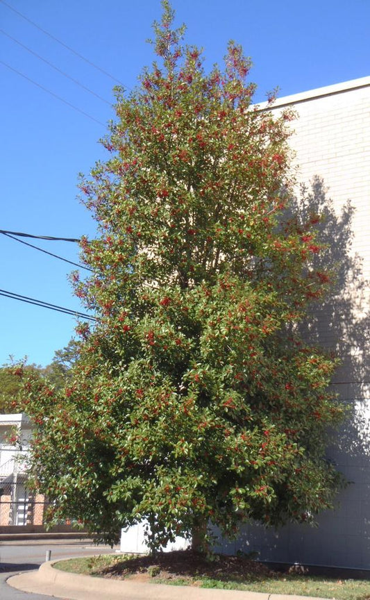 Ilex Opaca Mary Holman - View 10 from www redcrocus com