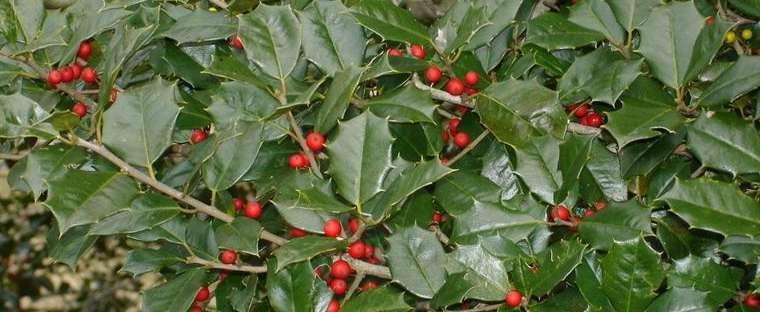 Ilex Opaca Mary Holman - View 11 from www redcrocus com