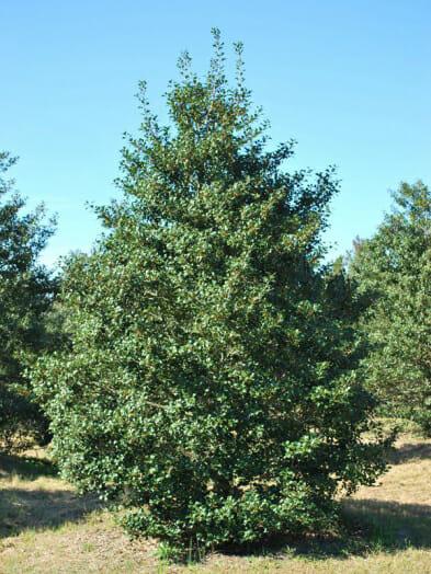 Ilex Opaca Mary Holman - View 12 from www redcrocus com
