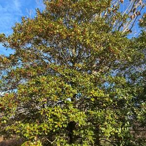 Ilex Opaca Mary Holman - View 13 from www redcrocus com