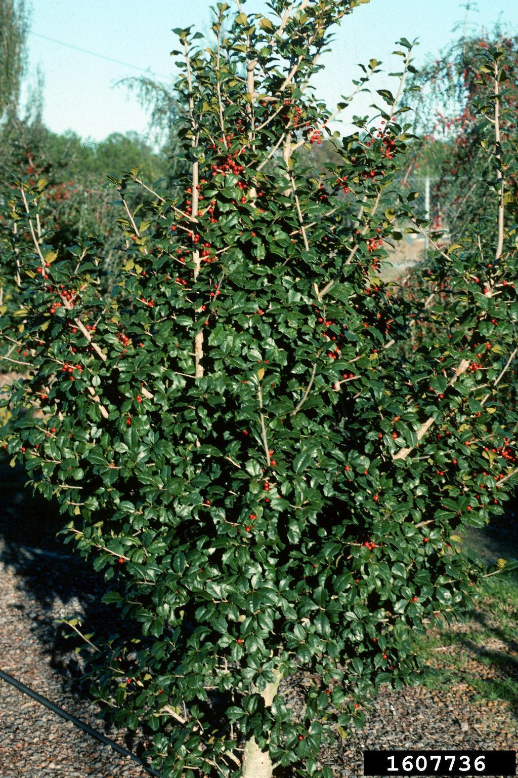 Ilex Opaca Mary Holman - View 14 from www redcrocus com