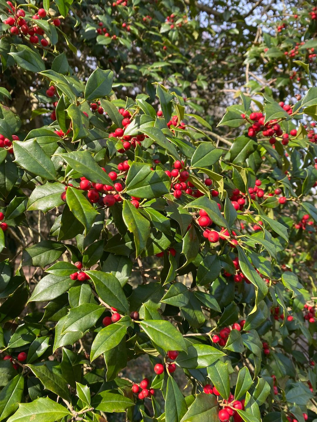 Ilex Opaca Mary Holman - View 15 from www redcrocus com