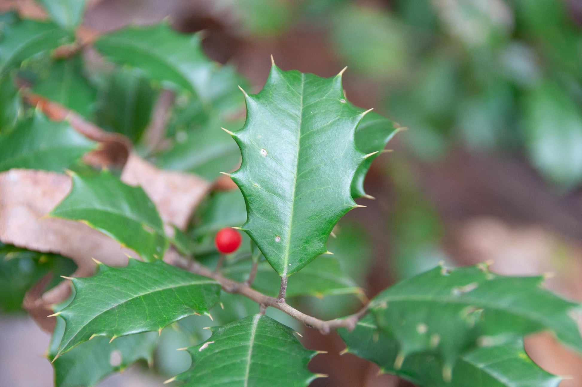 Ilex Opaca Mary Holman - View 17 from www redcrocus com