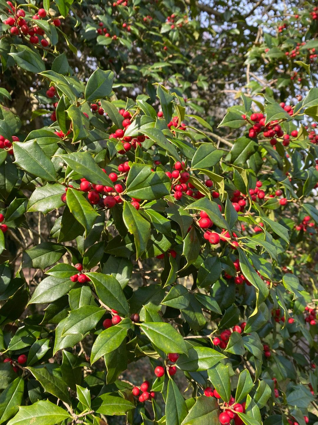 Ilex Opaca Mary Holman - View 18 from www redcrocus com