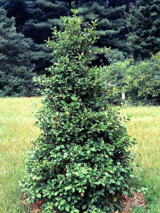 Ilex Opaca Mary Holman - View 1 from www redcrocus com