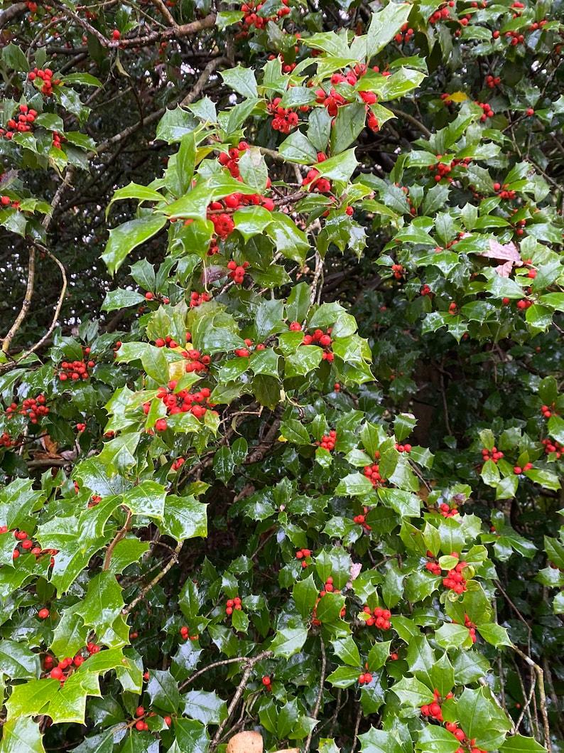 Ilex Opaca Mary Holman - View 2 from www redcrocus com