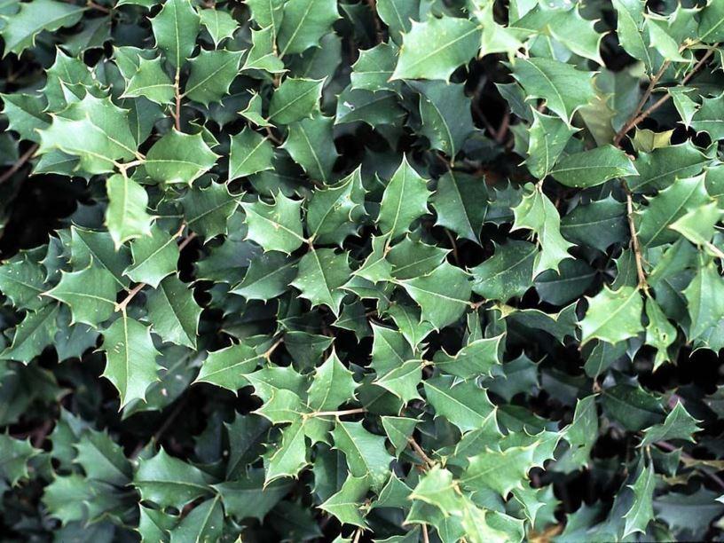 Ilex Opaca Mary Holman - View 5 from www redcrocus com
