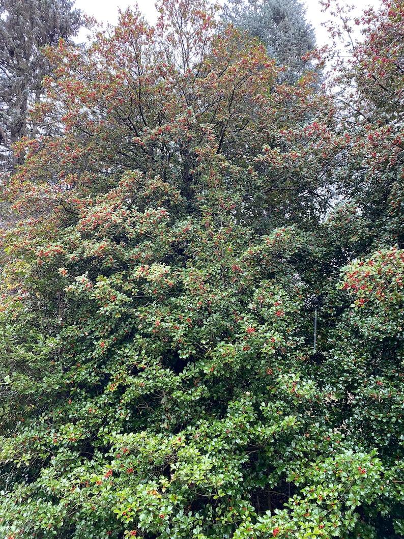 Ilex Opaca Mary Holman - View 9 from www redcrocus com