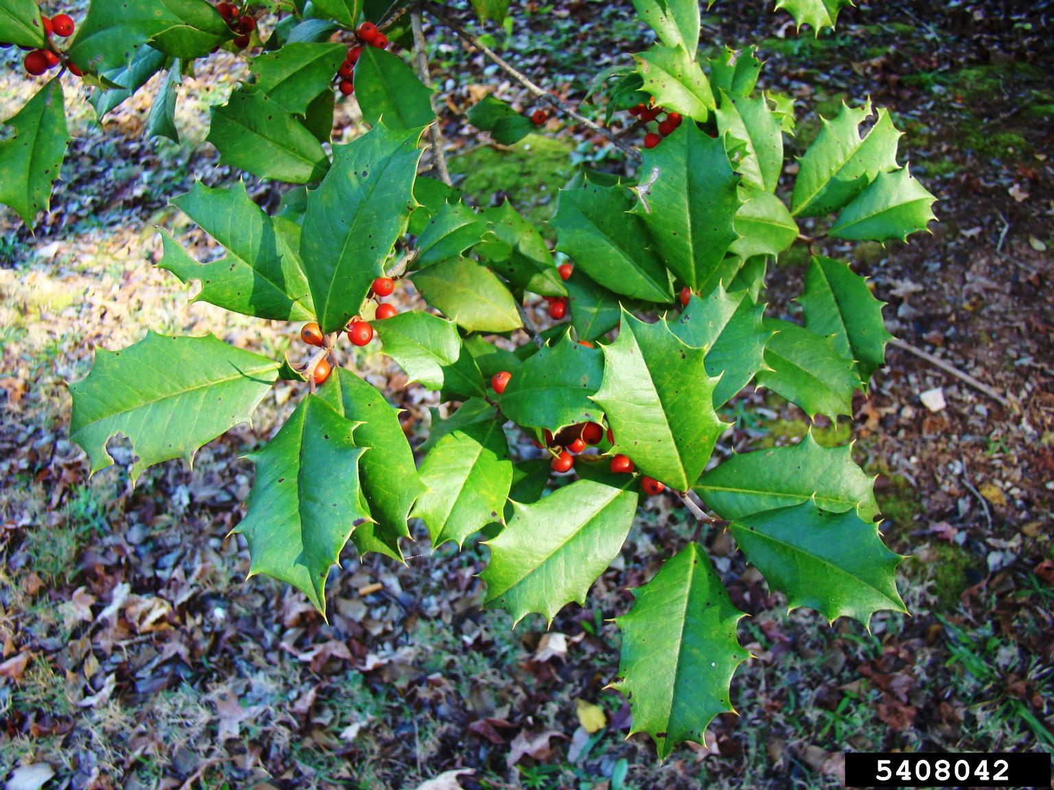 Ilex Opaca Mary Holman - View 17 from www redcrocus com