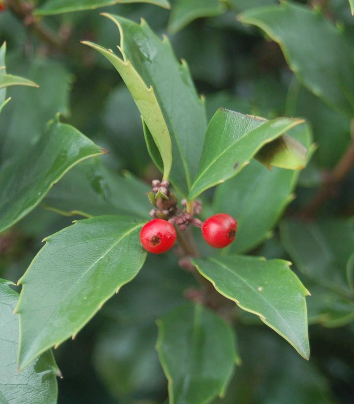 Ilex Meserveae Blue Maid - View 16 from www redcrocus com