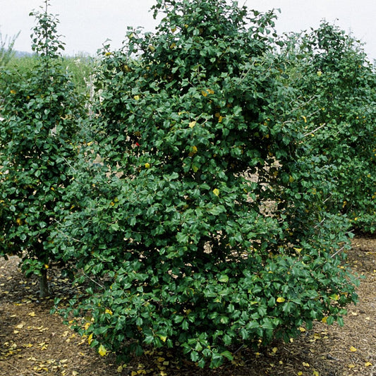 Ilex Opaca Miss Helen - View 1 from www redcrocus com