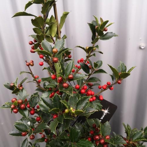 Ilex Meserveae Blue Maid Pyramid - View 18 from www redcrocus com