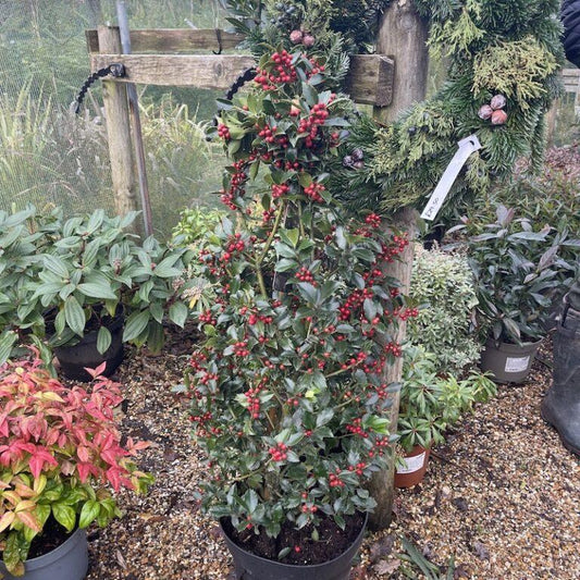 Ilex Meserveae Blue Maid Pyramid - View 1 from www redcrocus com
